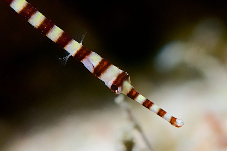 pipefishes