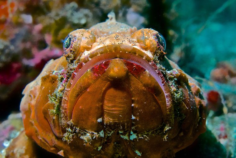 scorpionfishes