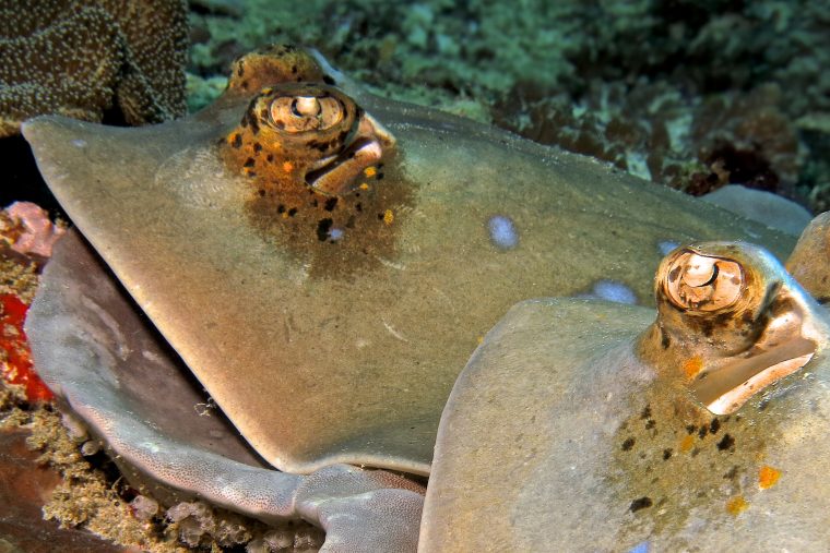 stingray