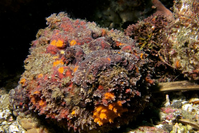 stonefish